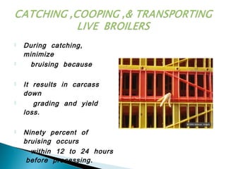  During catching,
minimize
 bruising because
 It results in carcass
down
 grading and yield
loss.
 Ninety percent of
bruising occurs
 within 12 to 24 hours
before processing.
 