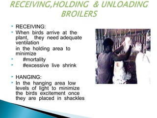  RECEIVING:
 When birds arrive at the
plant, they need adequate
ventilation
in the holding area to
minimize
 #mortality
 #excessive live shrink
 HANGING:
 In the hanging area low
levels of light to minimize
the birds excitement once
they are placed in shackles
 
