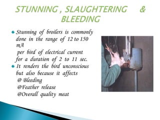 Stunning of broilers is commonly
done in the range of 12 to 150
mA
per bird of electrical current
for a duration of 2 to 11 sec.
It renders the bird unconscious
but also because it affects
@ Bleeding
@Feather release
@Overall quality meat
 