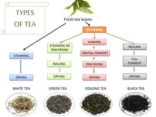 WHITE TEA
TYPES
OF TEA
ROLLING
Fresh tea leaves
ROLLING
SHAKING
STEAMING OR
PAN FRYING
WITHERING
DRYING
STEAMING
PARTIAL FERMENT
DRYING
FULL
FERMENT
DRYING DRYING
PAN FRYING
GREEN TEA OOLONG TEA BLACK TEA
 