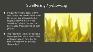 Sweltering / yellowing
● Unique to yellow teas, warm
and damp tea leaves from after
kill-green are allowed to be
slightly heated in a closed
container, which causes the
previously green leaves to turn
yellow.
● The resulting leaves produce a
beverage that has a distinctive
yellowish-green hue due to
transformations of the leaf
chlorophyll.
 