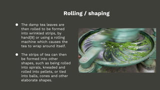 Rolling / shaping
● The damp tea leaves are
then rolled to be formed
into wrinkled strips, by
hand[9] or using a rolling
machine which causes the
tea to wrap around itself.
● The strips of tea can then
be formed into other
shapes, such as being rolled
into spirals, kneaded and
rolled into pellets, or tied
into balls, cones and other
elaborate shapes.
 