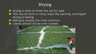 ● Drying is done to finish the tea for sale.
● This can be done in many ways like panning, sunning,air
drying or baking.
● Baking is usually the most common.
● Leaves should not be over-cooked.
Drying
 