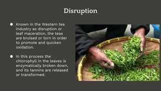 Disruption
● Known in the Western tea
industry as disruption or
leaf maceration, the teas
are bruised or torn in order
to promote and quicken
oxidation.
● In this process the
chlorophyll in the leaves is
enzymatically broken down,
and its tannins are released
or transformed.
 