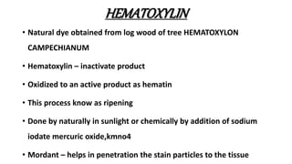 HEMATOXYLIN
• Natural dye obtained from log wood of tree HEMATOXYLON
CAMPECHIANUM
• Hematoxylin – inactivate product
• Oxidized to an active product as hematin
• This process know as ripening
• Done by naturally in sunlight or chemically by addition of sodium
iodate mercuric oxide,kmno4
• Mordant – helps in penetration the stain particles to the tissue
 