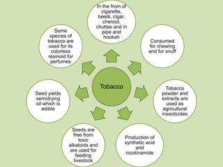 INTRODUCTION TO THE PROCESSING OF TOBACCO LEAVES.pptx