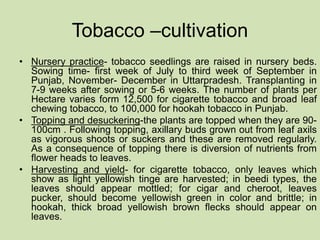 INTRODUCTION TO THE PROCESSING OF TOBACCO LEAVES.pptx