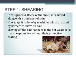 STEP 1: SHEARING
• In this process, fleece of the sheep is removed
along with a thin layer of skin.
• Nowadays it is done by machines which are used
by barbers to shave off hair.
• Shaving off the hair happens in the hot weather so
that sheep can live without their protective
coating.
 