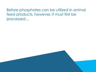 Before phosphates can be utilized in animal
feed products, however, it must first be
processed…
 