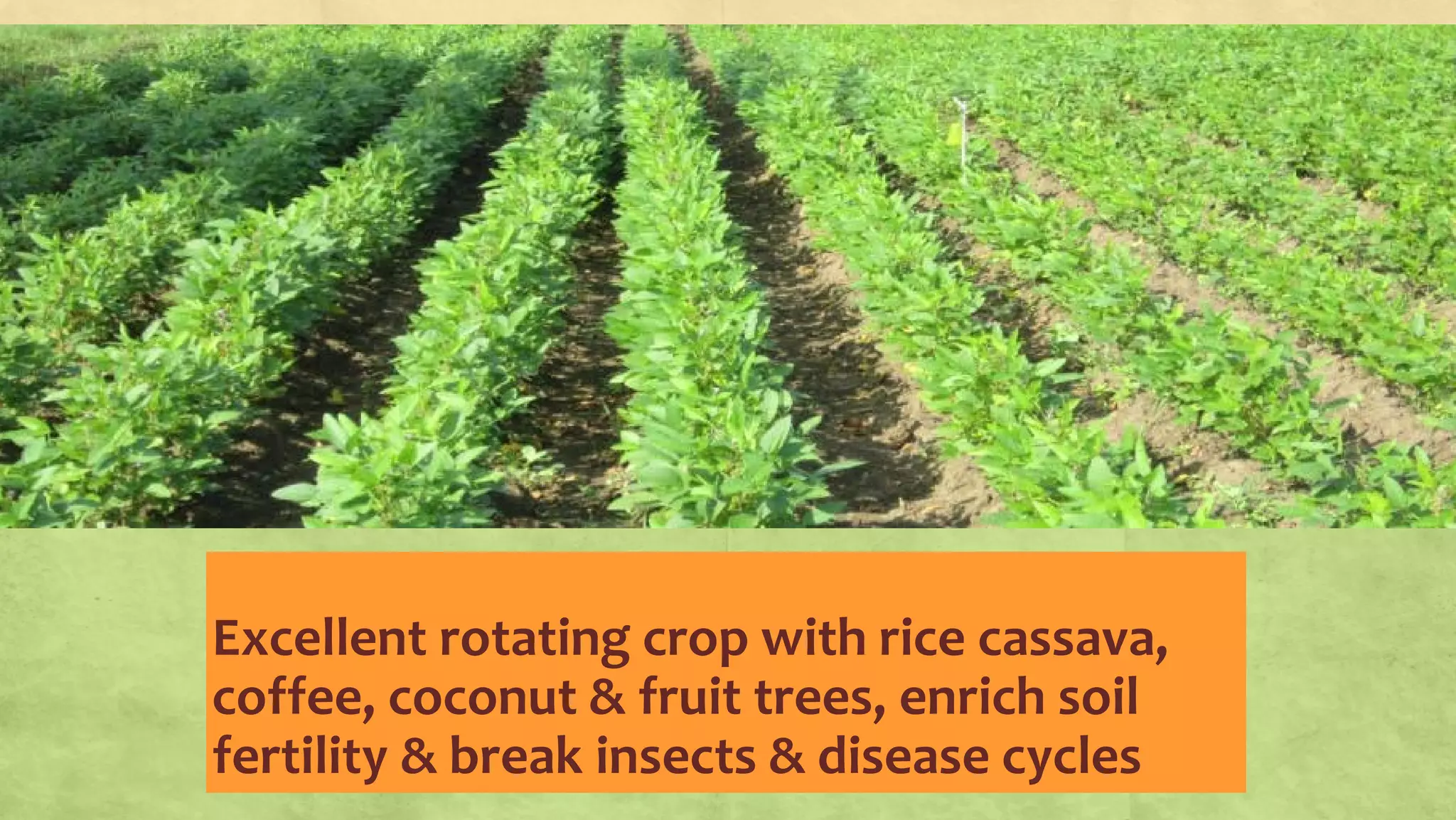 Excellent rotating crop with rice cassava,
coffee, coconut & fruit trees, enrich soil
fertility & break insects & disease cycles
 