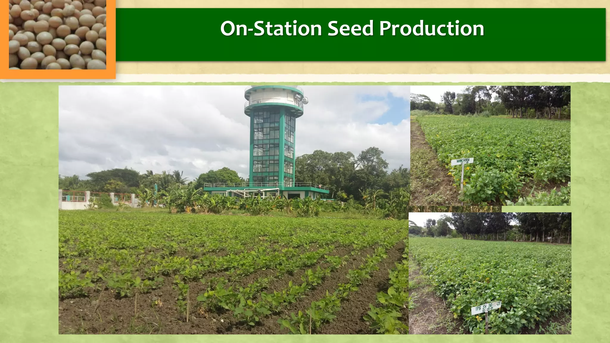 On-Station Seed Production
 