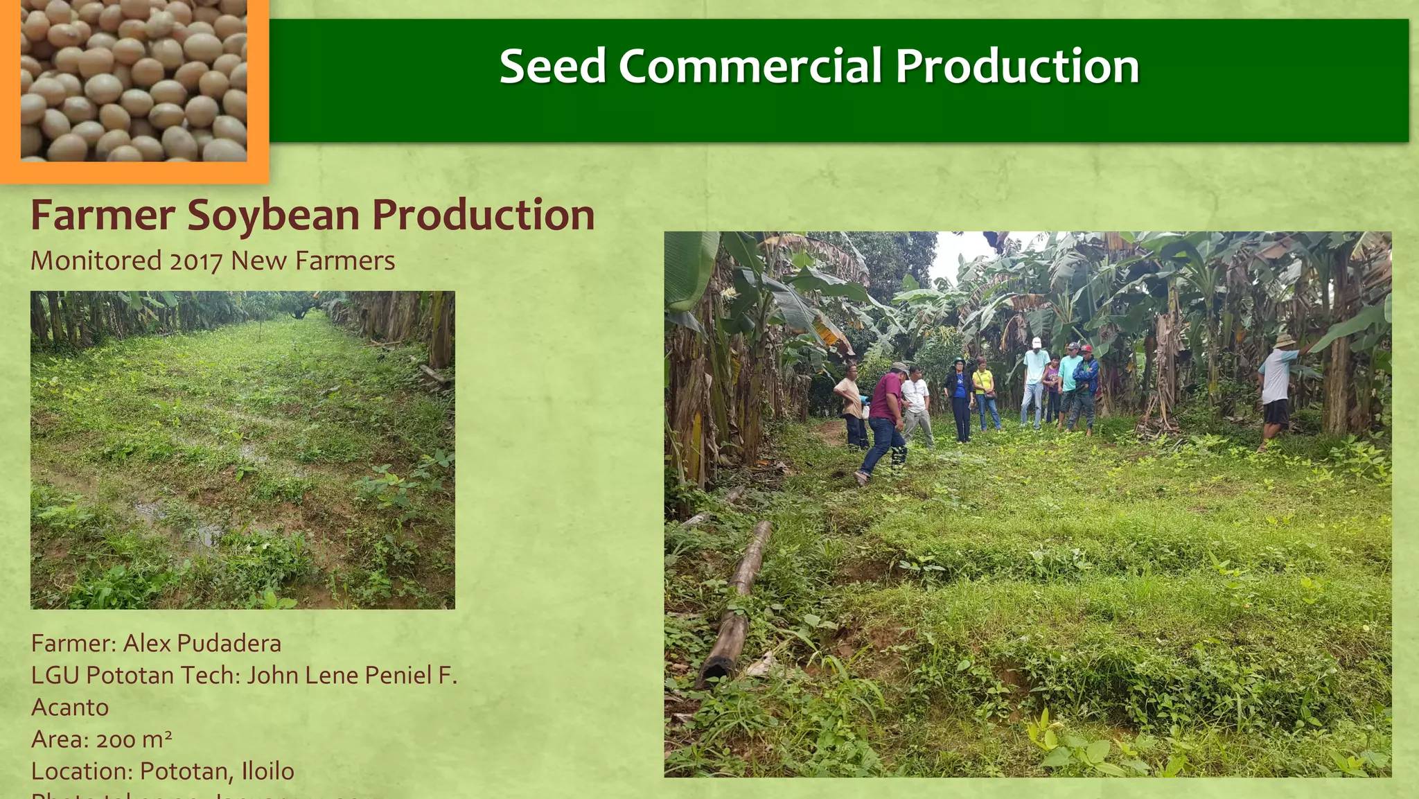 Farmer Soybean Production
Monitored 2017 New Farmers
Farmer: Alex Pudadera
LGU Pototan Tech: John Lene Peniel F.
Acanto
Area: 200 m2
Location: Pototan, Iloilo
Seed Commercial Production
 