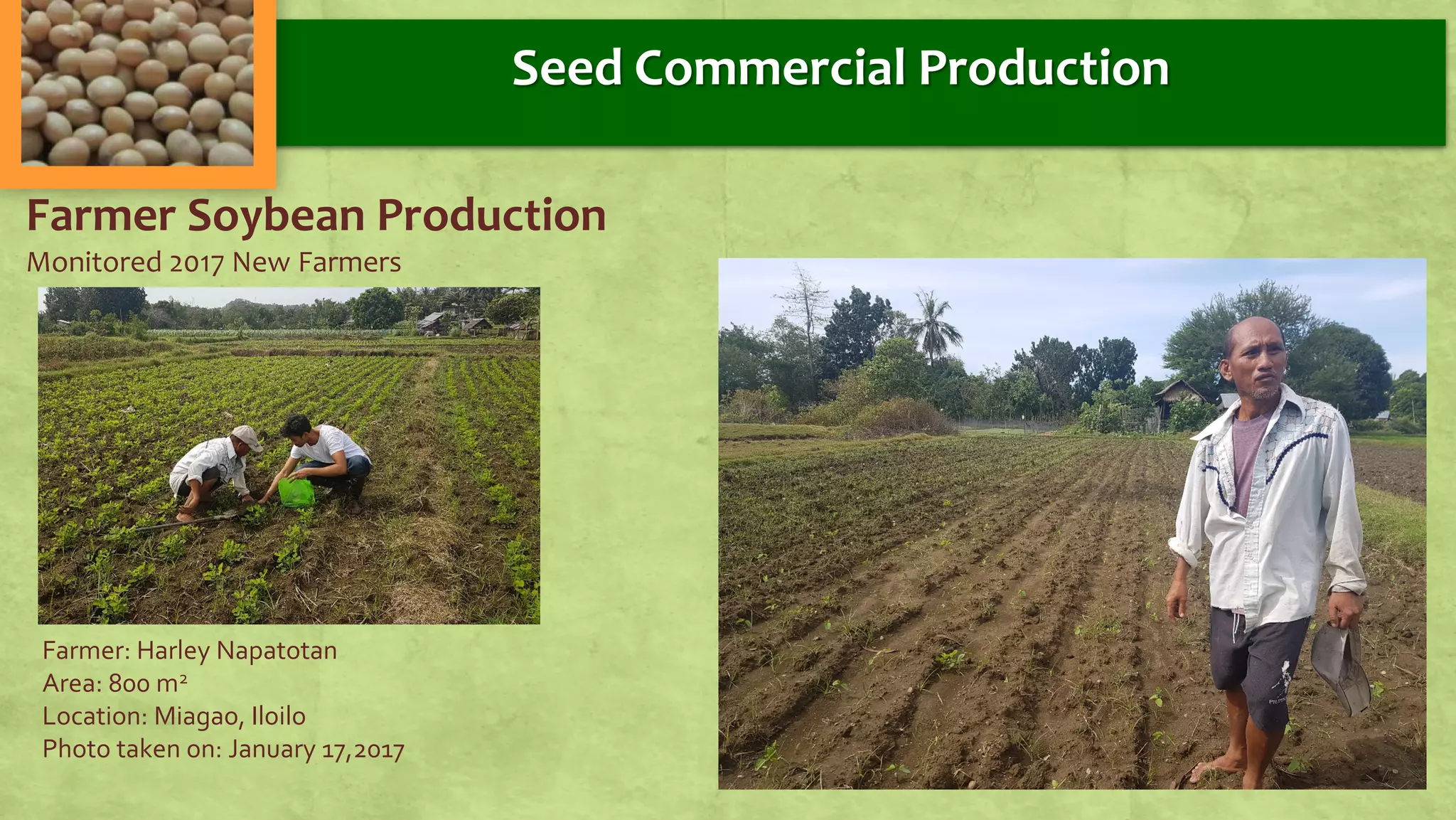Farmer Soybean Production
Monitored 2017 New Farmers
Farmer: Harley Napatotan
Area: 800 m2
Location: Miagao, Iloilo
Photo taken on: January 17,2017
Seed Commercial Production
 