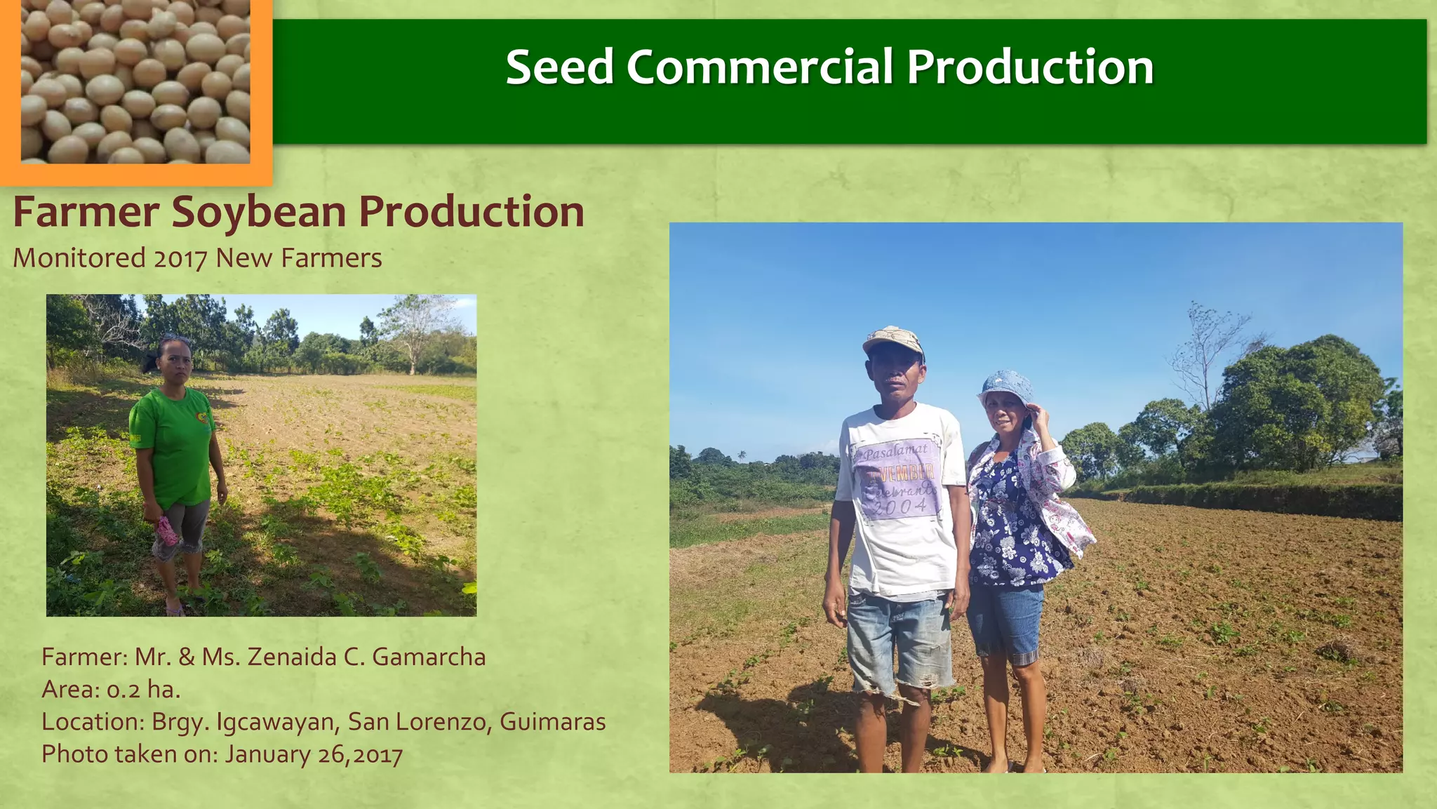 Farmer Soybean Production
Monitored 2017 New Farmers
Farmer: Mr. & Ms. Zenaida C. Gamarcha
Area: 0.2 ha.
Location: Brgy. Igcawayan, San Lorenzo, Guimaras
Photo taken on: January 26,2017
Seed Commercial Production
 