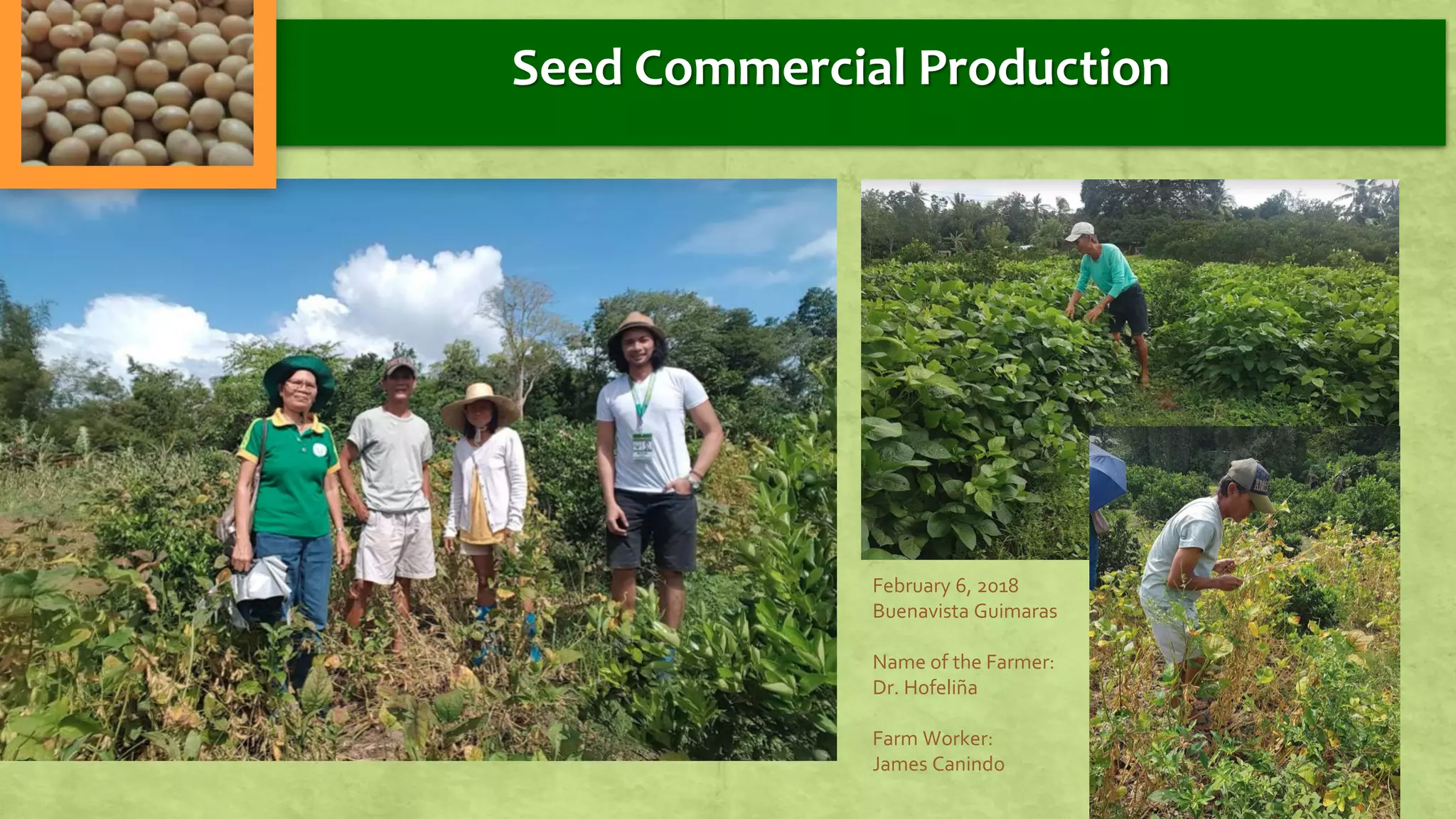 February 6, 2018
Buenavista Guimaras
Name of the Farmer:
Dr. Hofeliña
Farm Worker:
James Canindo
Seed Commercial Production
 