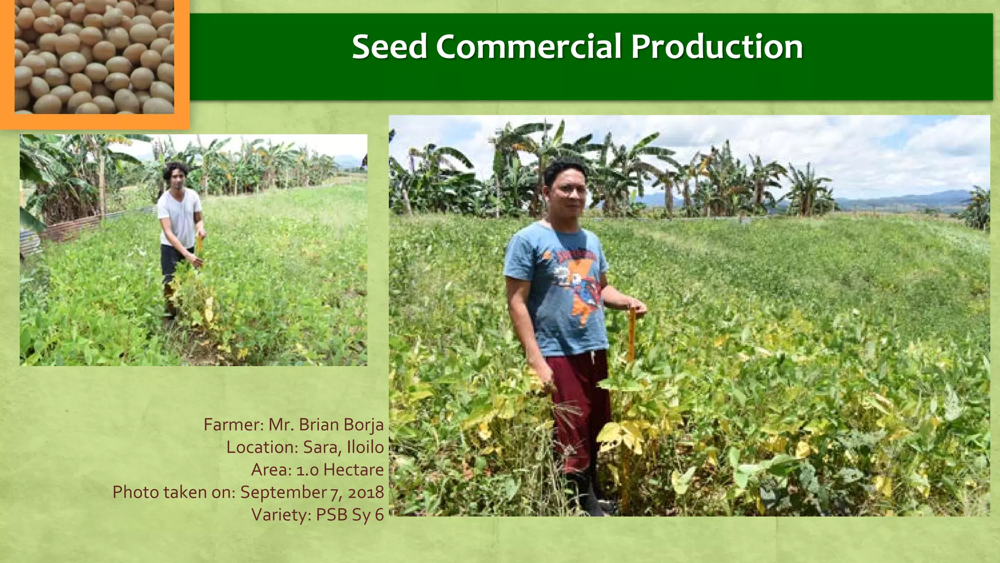 Seed Commercial Production
Farmer: Mr. Brian Borja
Location: Sara, Iloilo
Area: 1.0 Hectare
Photo taken on: September 7, 2018
Variety: PSB Sy 6
 