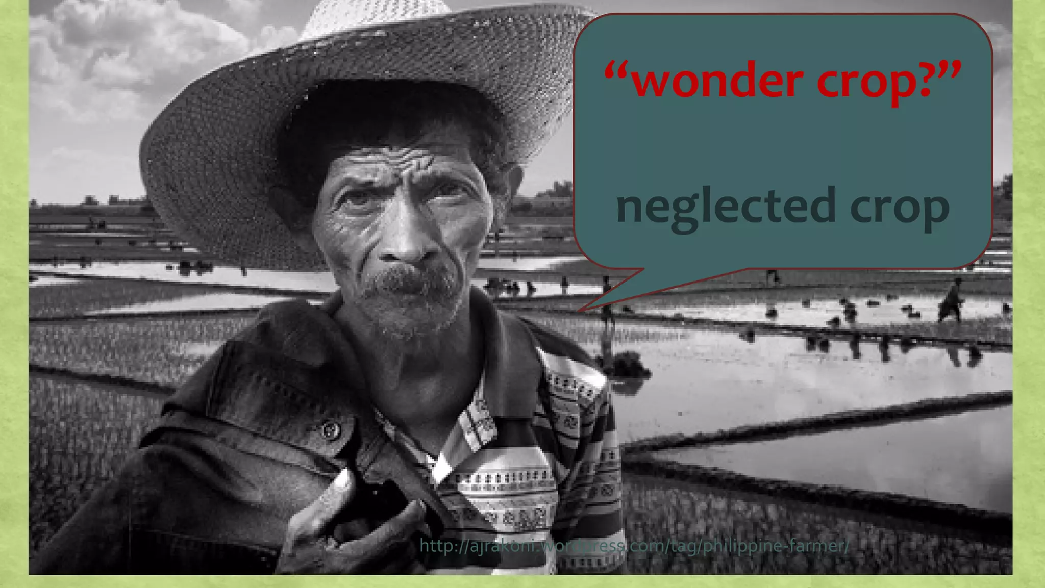 http://ajrakoni.wordpress.com/tag/philippine-farmer/
“wonder crop?”
neglected crop
 