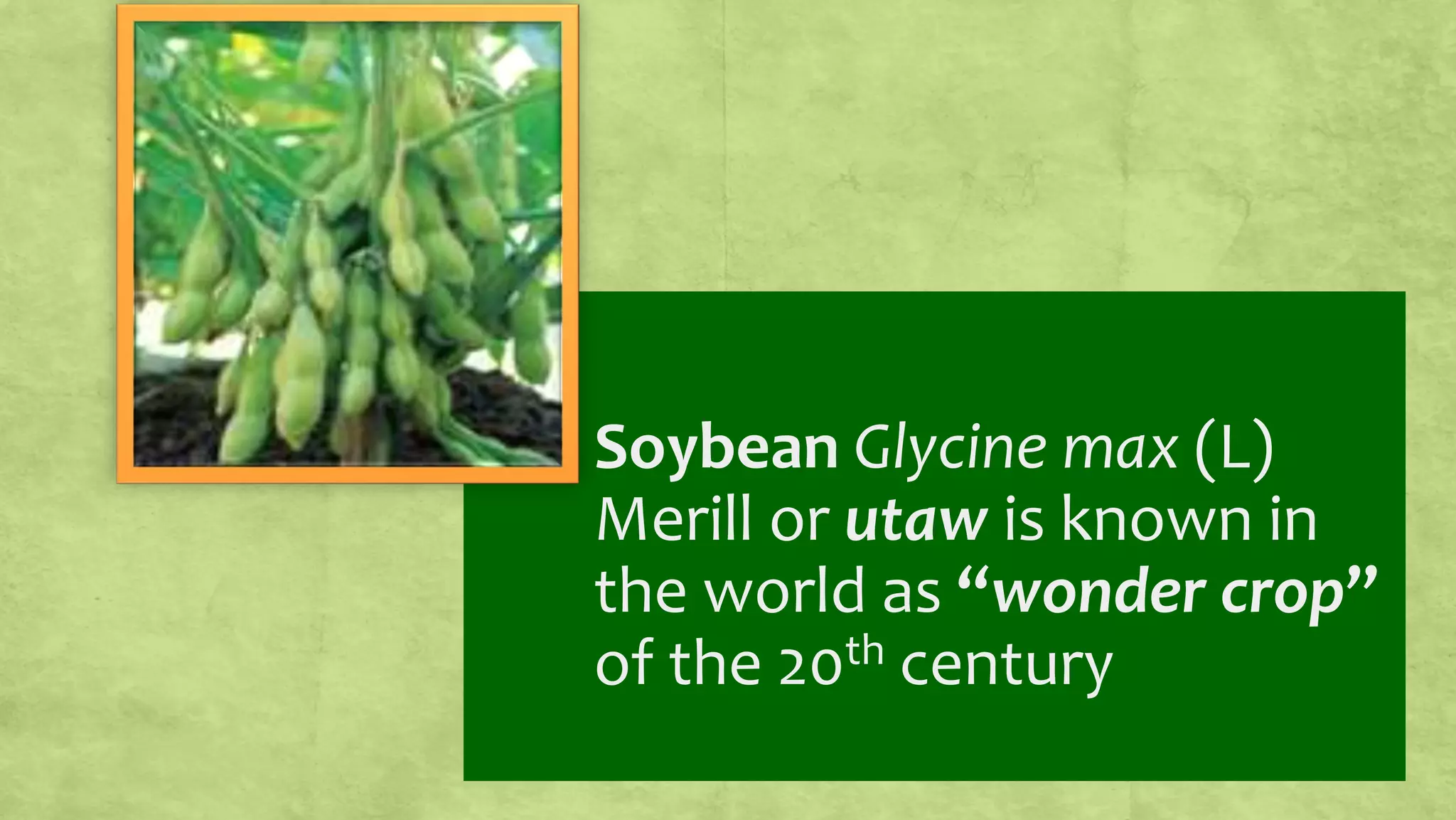 Soybean Glycine max (L)
Merill or utaw is known in
the world as “wonder crop”
of the 20th century
 