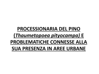 PROCESSIONARIA DEL PINO
(Thaumetopoea pityocampa) E
PROBLEMATICHE CONNESSE ALLA
SUA PRESENZA IN AREE URBANE
 