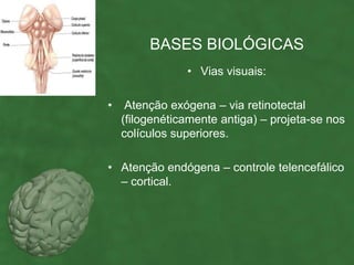 BASES BIOLÓGICAS
                • Vias visuais:

•    Atenção exógena – via retinotectal
    (filogenéticamente antiga) – projeta-se nos
    colículos superiores.

• Atenção endógena – controle telencefálico
  – cortical.
 