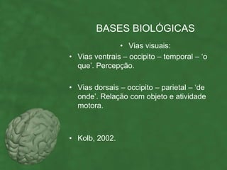 BASES BIOLÓGICAS
               • Vias visuais:
• Vias ventrais – occipito – temporal – ‘o
  que’. Percepção.

• Vias dorsais – occipito – parietal – ‘de
  onde’. Relação com objeto e atividade
  motora.



• Kolb, 2002.
 