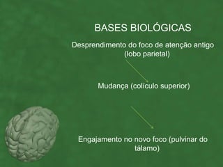 BASES BIOLÓGICAS
Desprendimento do foco de atenção antigo
              (lobo parietal)



       Mudança (colículo superior)




 Engajamento no novo foco (pulvinar do
                tálamo)
 