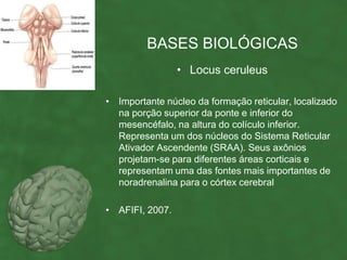 BASES BIOLÓGICAS
                 • Locus ceruleus

• Importante núcleo da formação reticular, localizado
  na porção superior da ponte e inferior do
  mesencéfalo, na altura do colículo inferior.
  Representa um dos núcleos do Sistema Reticular
  Ativador Ascendente (SRAA). Seus axônios
  projetam-se para diferentes áreas corticais e
  representam uma das fontes mais importantes de
  noradrenalina para o córtex cerebral

• AFIFI, 2007.
 