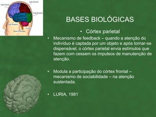 BASES BIOLÓGICAS
                • Córtex parietal
• Mecanismo de feedback – quando a atenção do
  indivíduo é captada por um objeto e após tornar-se
  dispensável, o córtex parietal envia estímulos que
  fazem com cessem os impulsos de manutenção de
  atenção.

• Modula a participação do córtex frontal –
  mecanismo de sociabilidade – na atenção
  sustentada.

• LURIA, 1981
 