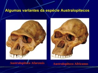 Australopiteco Afarensis Australopiteco Africanus Algumas variantes da espécie Australopitecos 