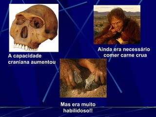 Ainda era necessário comer carne crua A capacidade craniana aumentou Mas era muito habilidoso!! 