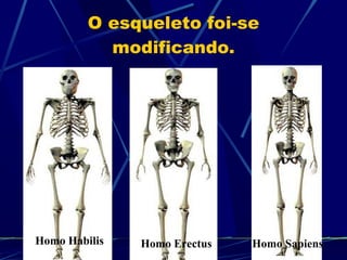O esqueleto foi-se modificando. Homo Habilis Homo Erectus Homo Sapiens 