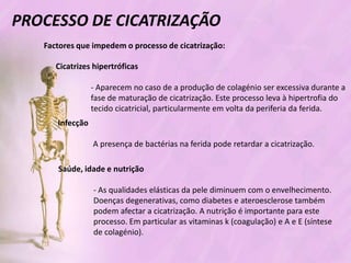 Processo de cicatrizacao