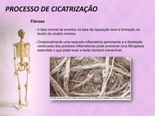 Processo de cicatrizacao