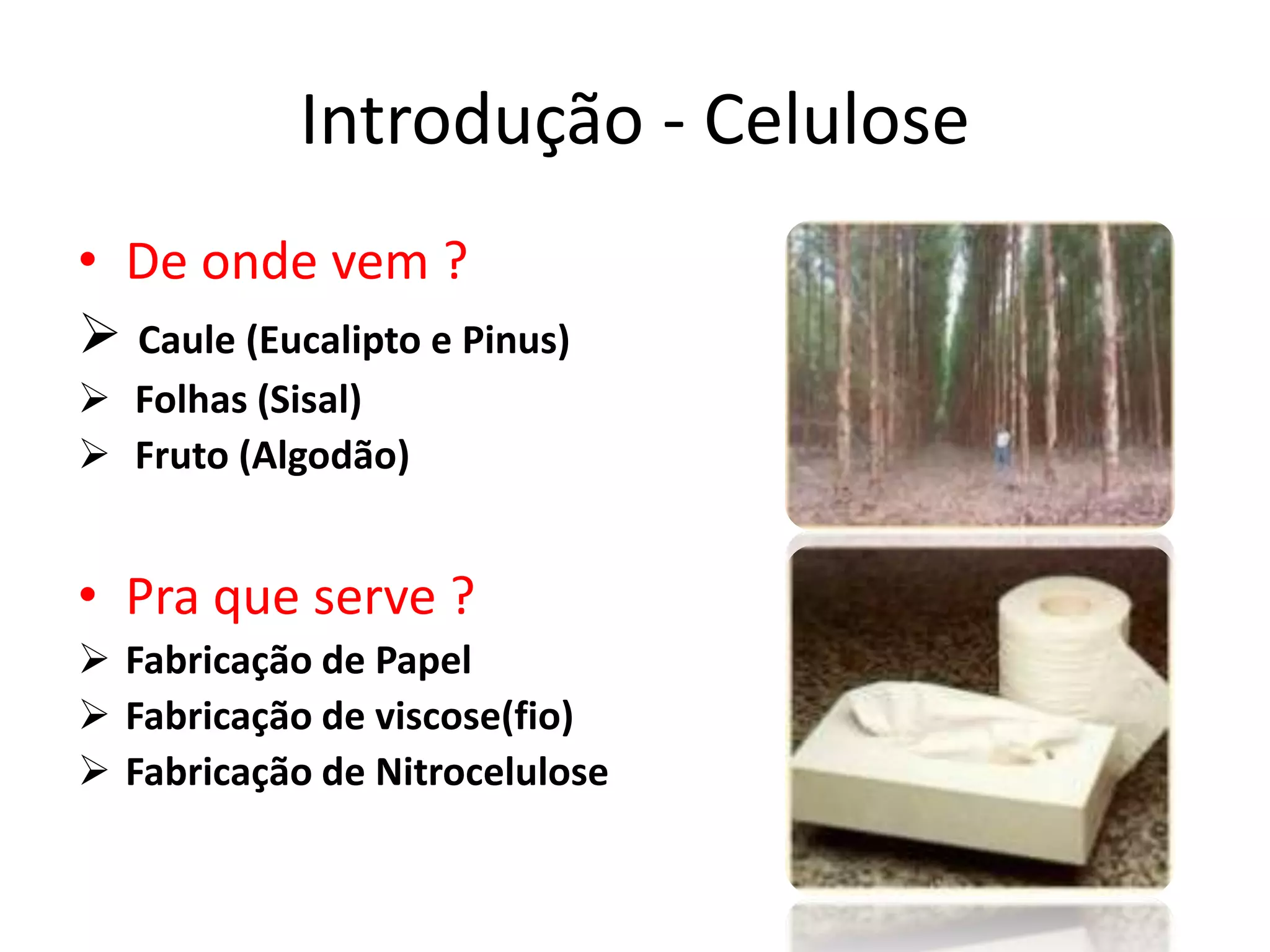 Processo da Produção da Celulose | PPTX