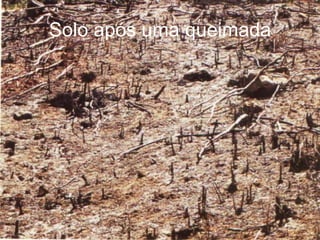 Solo após uma queimada 