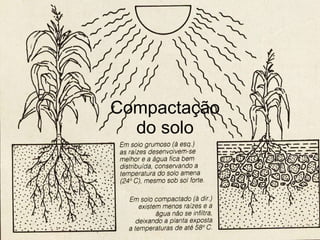 Compactação do solo 