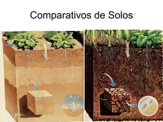 Comparativos de Solos 