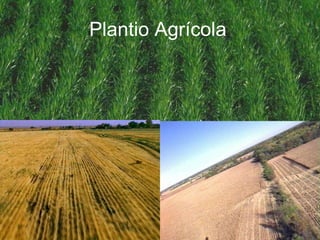 Plantio Agrícola 
