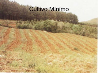 Cultivo Mínimo 