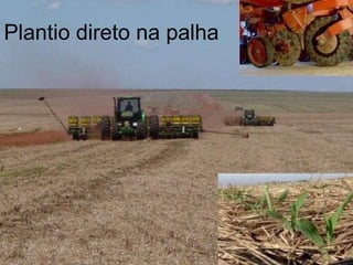 Plantio direto na palha 