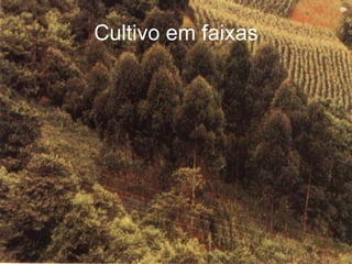 Cultivo em faixas 