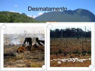 Desmatamento 