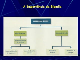 A Importância da Bipedia 