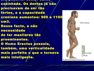 Com a descoberta do fogo, era possível comer carne cozinhada. Os dentes já não precisavam de ser tão  fortes, e a capacidade craniana aumentou: 900 a 1100 cm3.  Desse facto, a não necessidade  de ter maxilares tão proeminentes. O Homo Erectus possuia, também, uma verticalidade mais perfeita o que o tornava mais inteligente. 