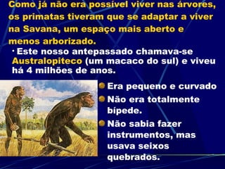 Como já não era possível viver nas árvores, os primatas tiveram que se adaptar a viver na Savana, um espaço mais aberto e menos arborizado. Era pequeno e curvado Não era totalmente bípede. Não sabia fazer instrumentos, mas usava seixos quebrados. Este nosso antepassado chamava-se  Australopiteco  (um macaco do sul) e viveu há 4 milhões de anos.  