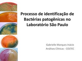 Processo de identificação de
Bactérias patogênicas no
Laboratório São Paulo
Gabrielle Marques Inácio
Análises Clínicas - COLTEC
 