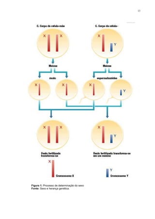 13




Figura 1: Processo de determinação do sexo
Fonte: Sexo e herança genética.
 