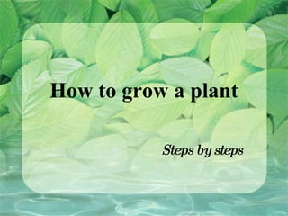 How to grow a plant Steps by steps 
