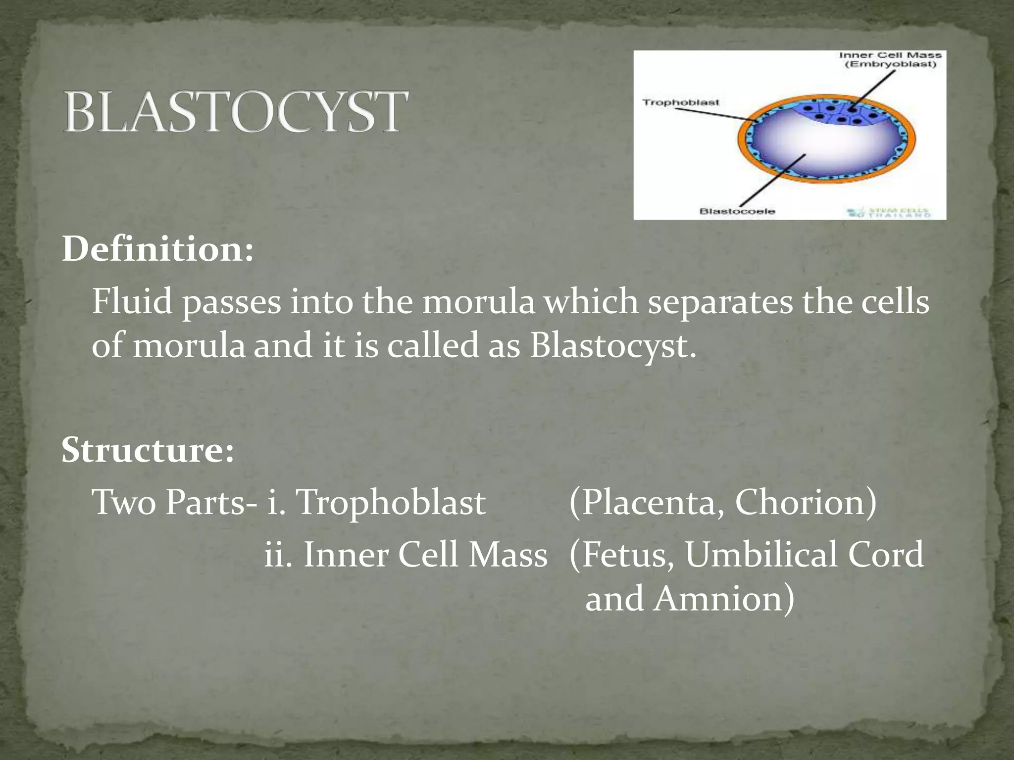 Definition:
Fluid passes into the morula which separates the cells
of morula and it is called as Blastocyst.
Structure:
Two Parts- i. Trophoblast (Placenta, Chorion)
ii. Inner Cell Mass (Fetus, Umbilical Cord
and Amnion)
 