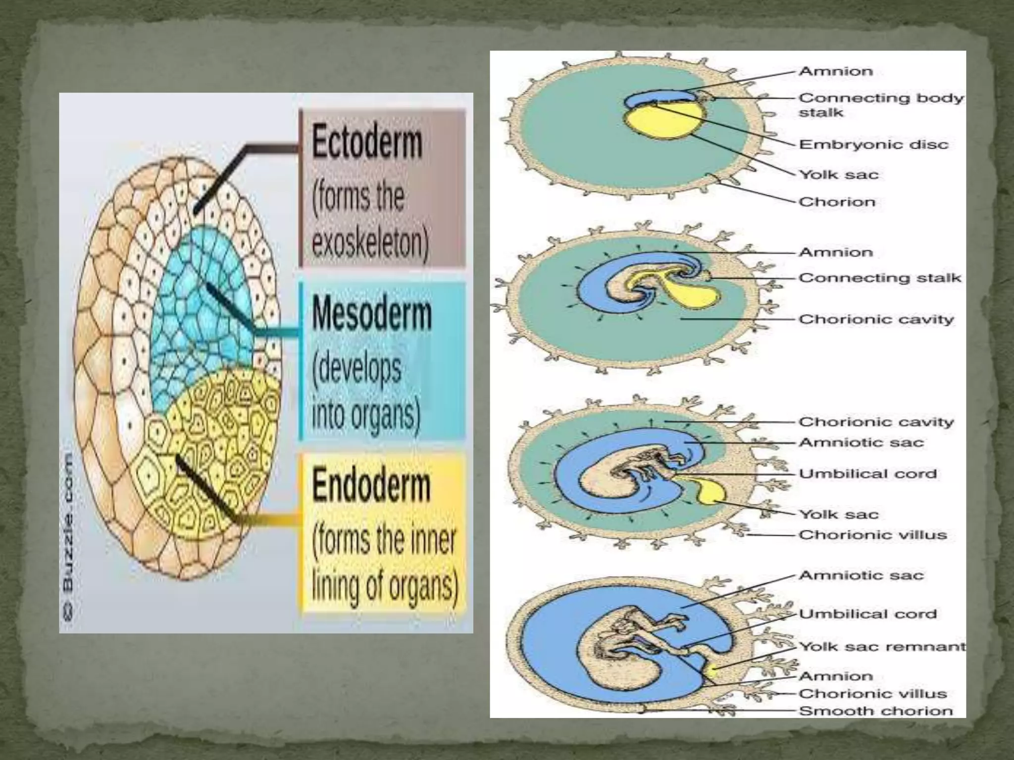 Process of conception | PPTX
